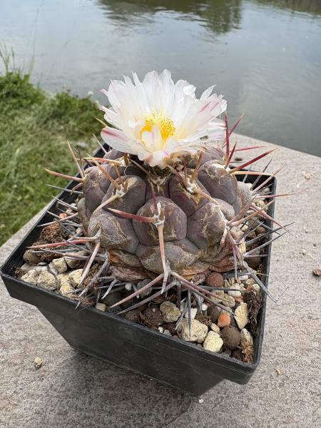 Thelocactus heterochromus